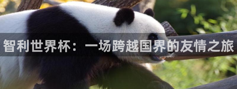 2026男足世界杯：智利世界杯：一场跨越国界的友情之旅