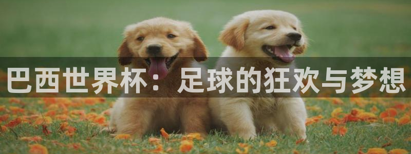 世界杯预选赛亚洲：巴西世界杯：足球的狂欢与梦想